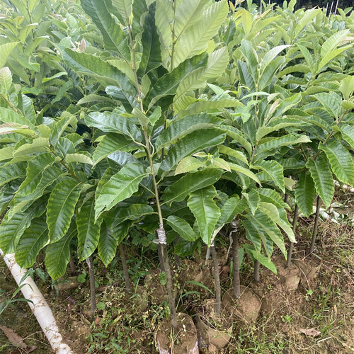 板栗苗树嫁接迁西板栗大红袍苗油栗树苗盆地栽南北方种植当年结果 - 图0