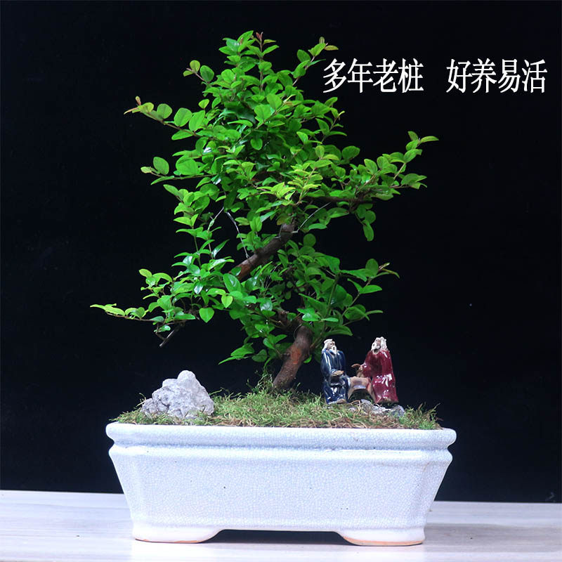 小叶雀梅盆景绿植茶桌盆栽老桩造型植物庭院室内客厅办公室桌面,淘宝优惠券,粉丝福利购,淘宝优惠卷