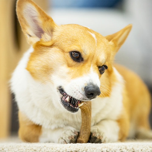 GIGWI贵为柴犬木塑鹿角柯基狗磨牙玩具天然松木安全耐磨耐咬洁齿 - 图2