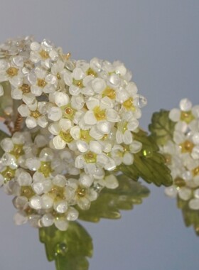 【梨花梨花开离别】绣线菊 小手球