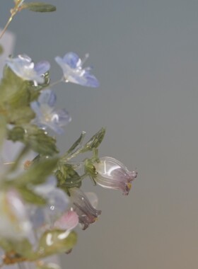 【梨花梨花开离别】本草集 各种小花合集