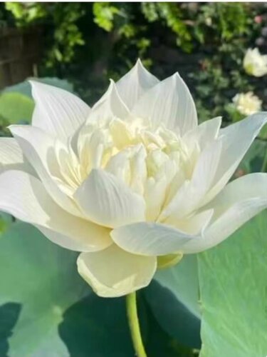 荷花莲花苗盆栽观赏种藕种苗水生植物庭院池塘种植四季 - 图2