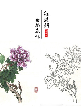 有步骤王少卿工笔画白描底稿牡丹