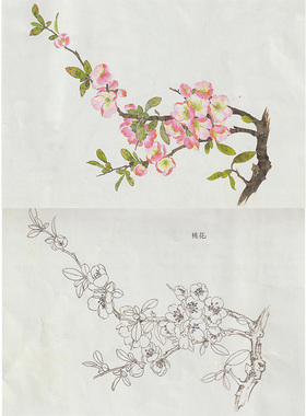 有步骤王少卿工笔画白描底稿牡丹