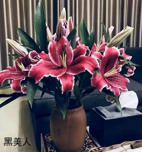 云南基地直发香水百合花鲜花瓶插重瓣百合鲜花室内鲜切花顺丰包邮