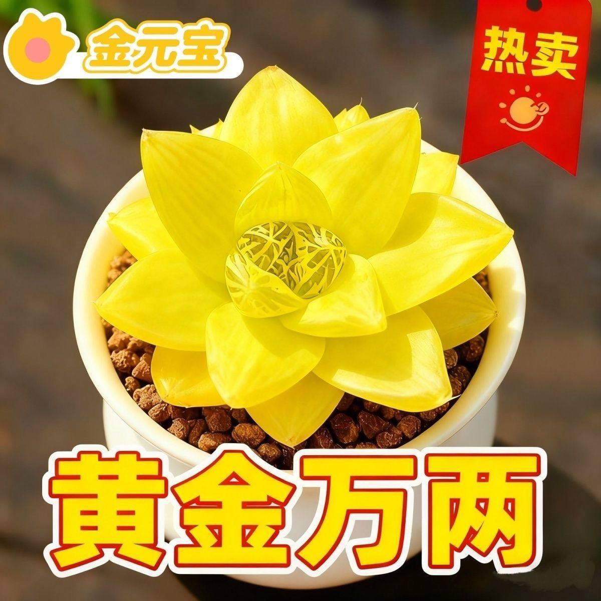 招财进宝多肉植物黄金玉露室内好养肉肉植物花卉盆栽防辐射美观,淘宝优惠券,粉丝福利购,淘宝优惠卷
