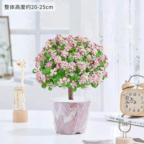 金枝玉叶老桩盆栽多肉植物批发室内花卉耐旱懒人好养棒棒糖造型 - 图2
