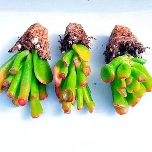 多肉植物招财树吸财树老桩室内绿植盆栽花卉防辐射招财猫新手好养,淘宝优惠券,粉丝福利购,淘宝优惠卷