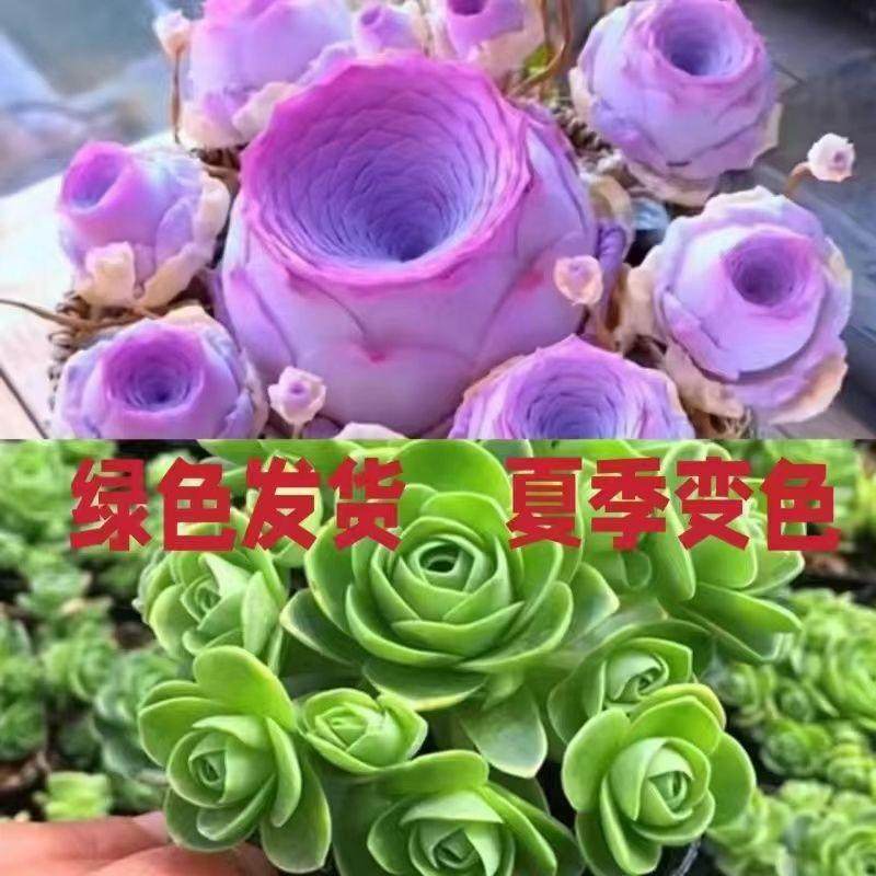 山地玫瑰群生多头多肉植物新品紫色玫瑰室内阳台办公室内盆栽好养,淘宝优惠券,粉丝福利购,淘宝优惠卷