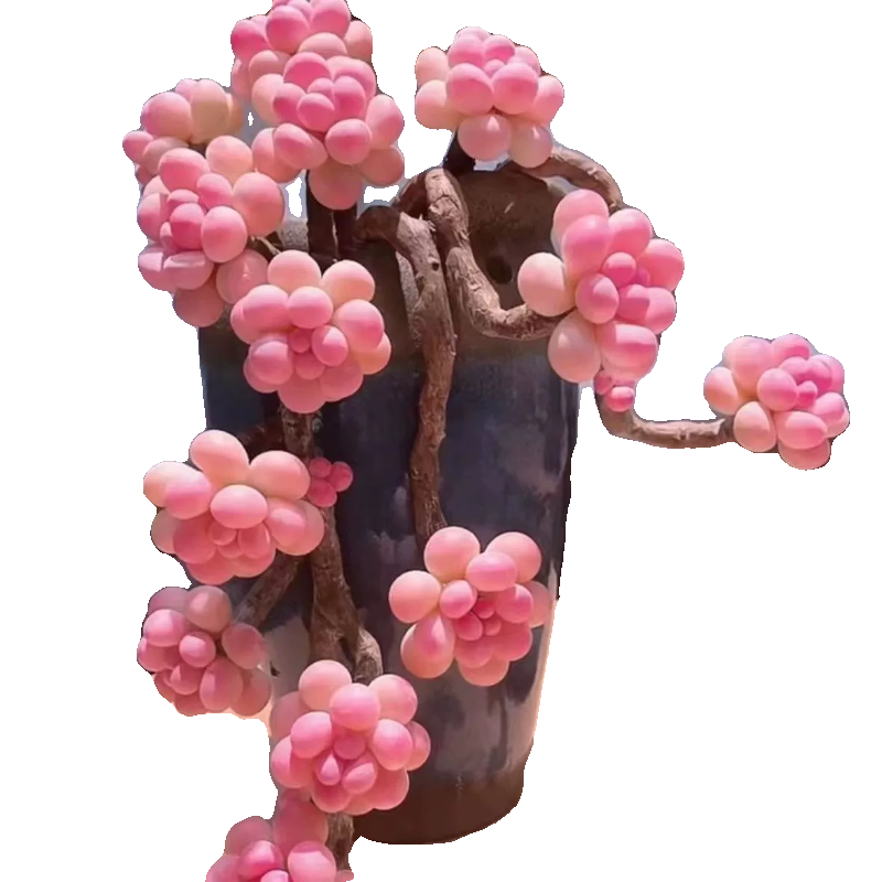 桃蛋老桩多头群生多肉植物腰子蛋办公室内肉肉植物花卉盆栽防辐射,淘宝优惠券,粉丝福利购,淘宝优惠卷