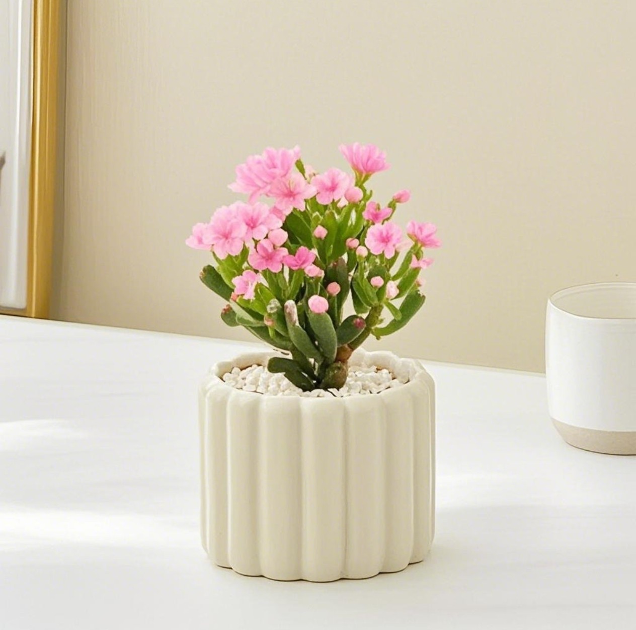 多肉植物招财树吸财树老桩室内绿植盆栽花卉防辐射招财猫新手好养,淘宝优惠券,粉丝福利购,淘宝优惠卷