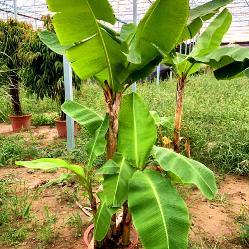 芭蕉树苗庭院植物大型盆栽客厅公园小区路边绿化行道树观叶花灌木 - 图2