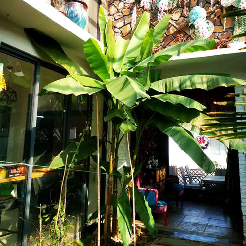 南北方抗寒耐旱芭蕉树苗 大型观赏庭院绿植 室内大叶净化植物盆栽 - 图0