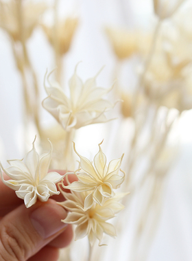 八角花天然风干一束客厅装饰DIY