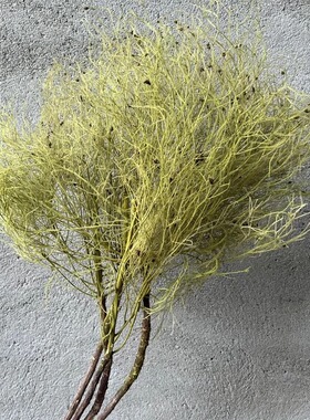 永生花柔丝梦幻草天然干花真花