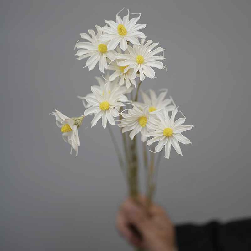 白色干花花束奶油风真花满天星兔尾草八角花小邹菊罗丹鸟吊米棉花-图2