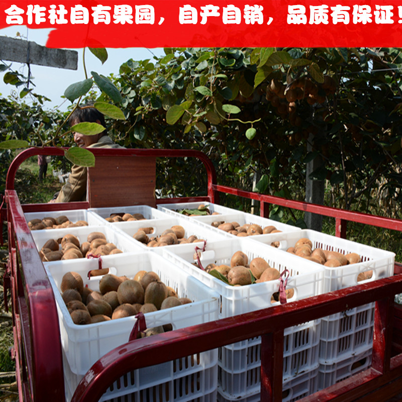 正宗周至眉县新鲜徐香猕猴桃7斤放软食用 香甜可口奇异果孕妇水 - 图2