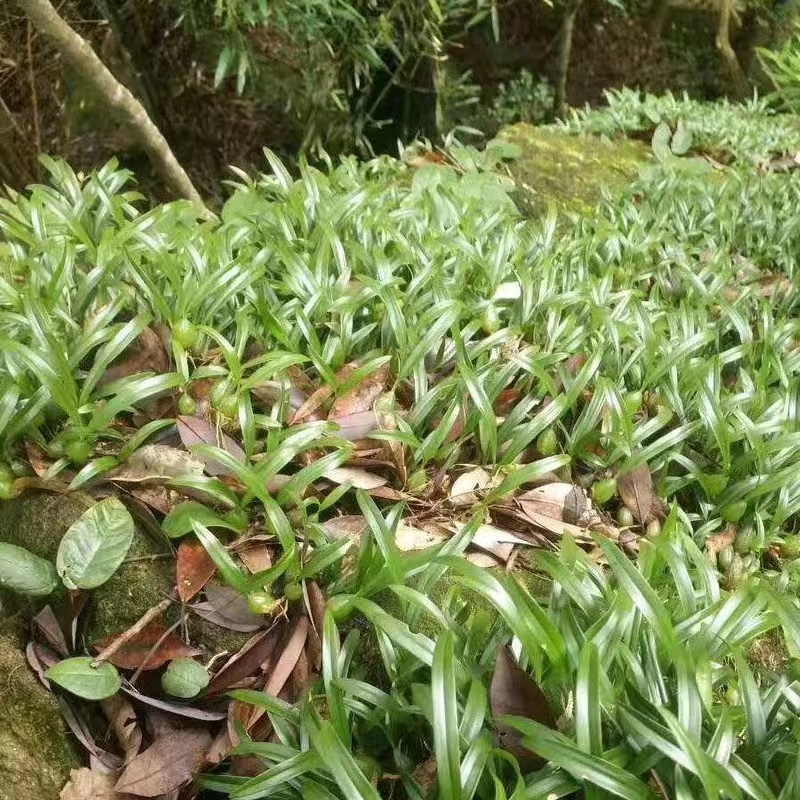 石橄榄新鲜500g双叶中小号石仙桃果种植盆栽炖汤补品煲汤材料单叶 - 图0