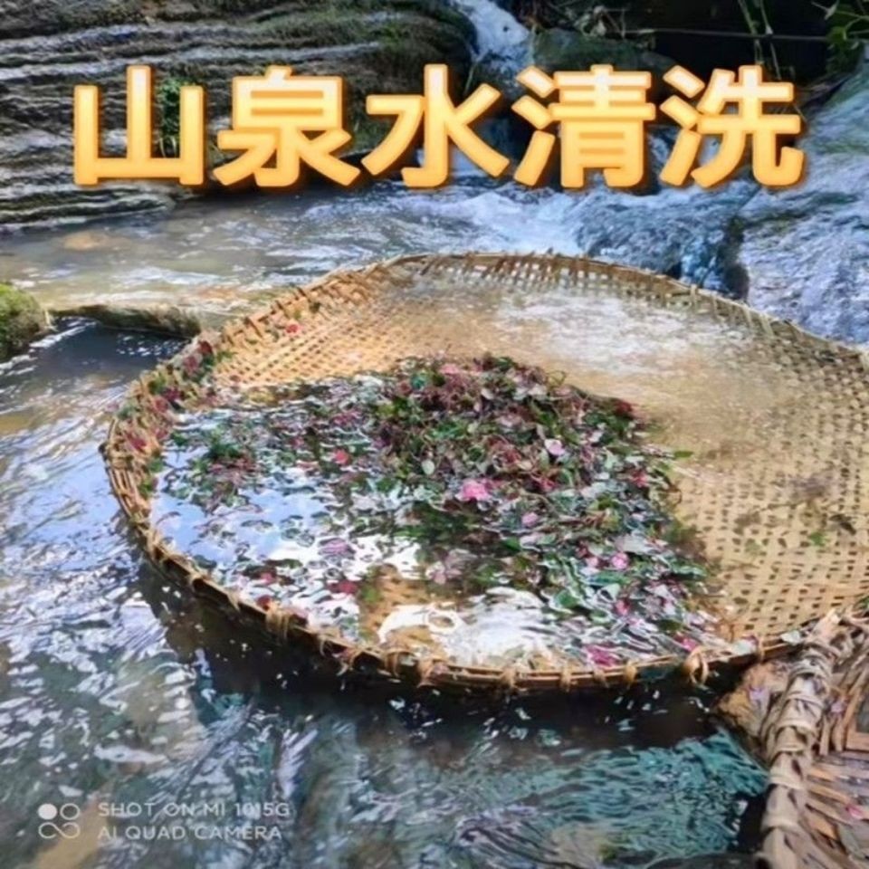 福建纯野生风鼓草风柜斗草风谷草红杆风骨草楮头红干品中草药250g - 图1