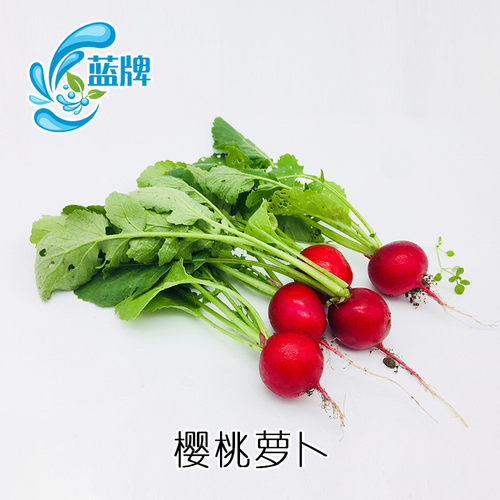 【蓝牌】新鲜迷你小萝卜Baby Radish小红萝卜樱桃萝卜水萝卜500g - 图1