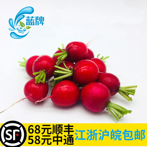 【蓝牌】新鲜迷你小萝卜Baby Radish小红萝卜樱桃萝卜水萝卜500g - 图0
