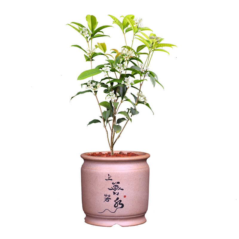 桂花盆栽树苗植物室内带花盆景四季浓香型庭院月桂观花植物花卉 - 图3