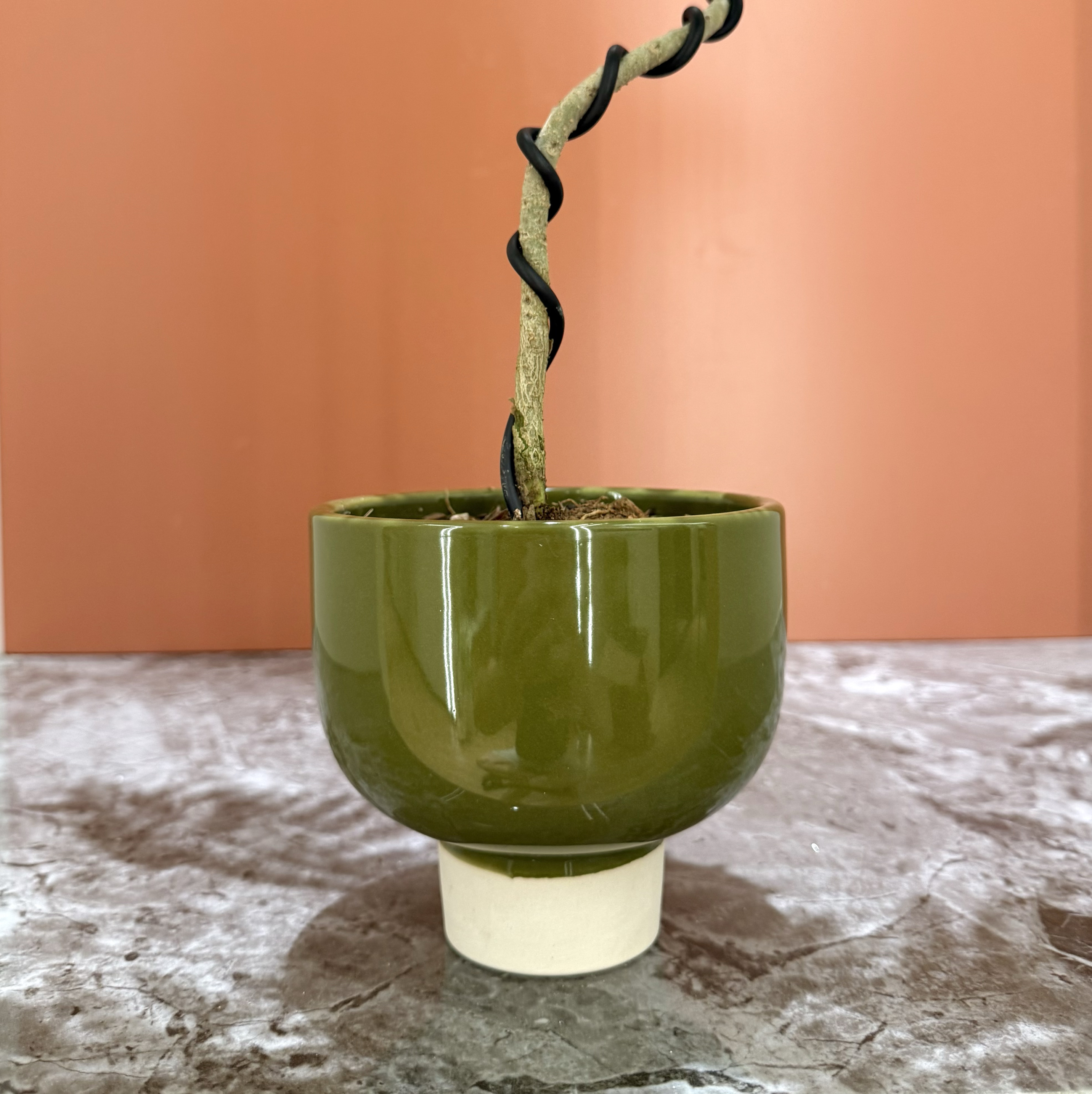 禅意造型蓝花楹盆栽盆景室内办公室桌面阳台绿色观叶趣味花卉绿植 - 图2