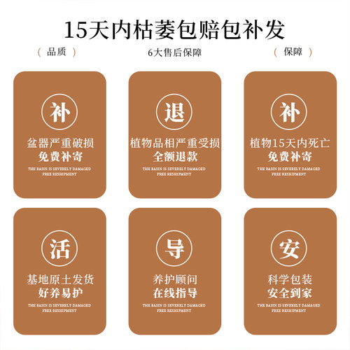 水培粉精灵合果芋盆栽办公室桌面懒人易养植物竹芋ins风创意绿植 - 图3