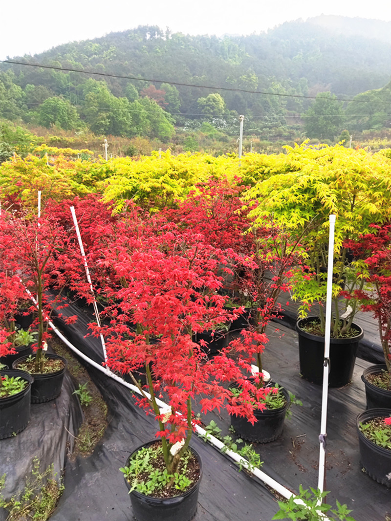 日本红枫乙女樱日式花园植物庭院树大苗盆栽枫树盆景彩叶槭树-图0