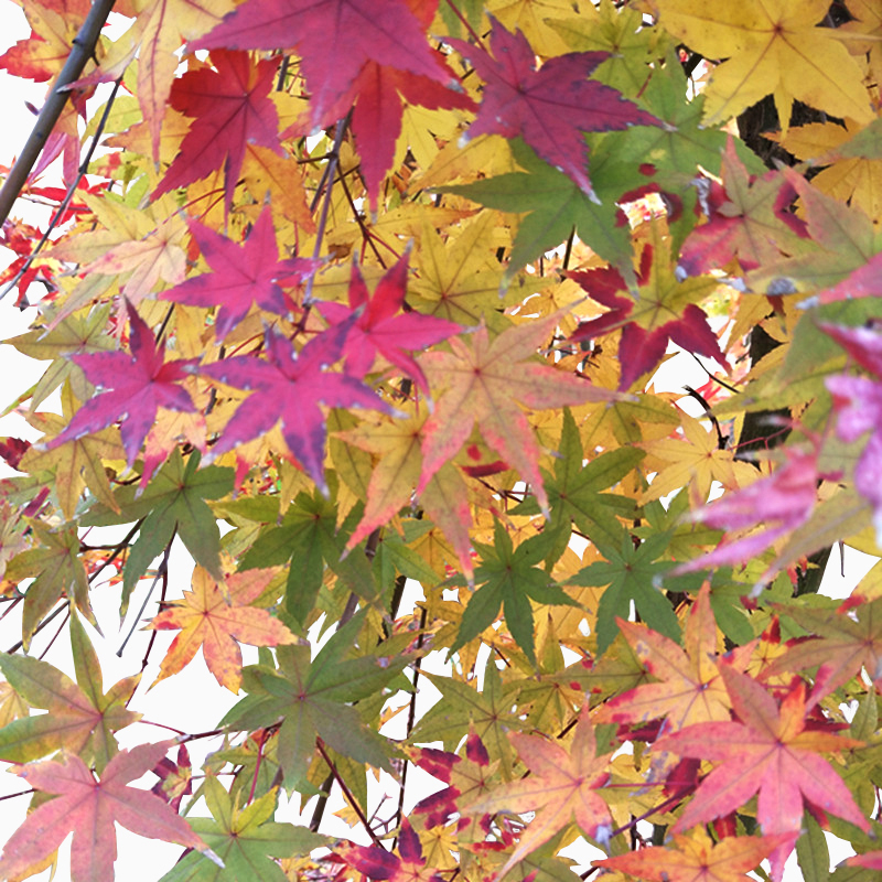 日本红枫乙女樱日式花园植物庭院树大苗盆栽枫树盆景彩叶槭树-图3