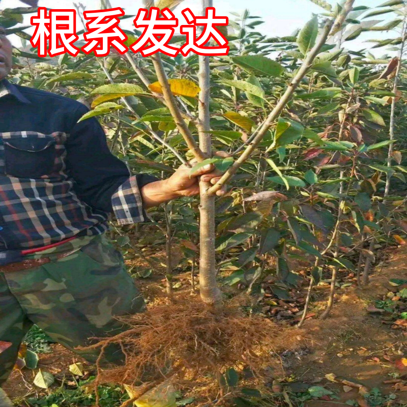 短柄樱桃苗庭院地栽矮化大果苗耐寒车厘子树苗盆栽嫁接苗当年结果 - 图0
