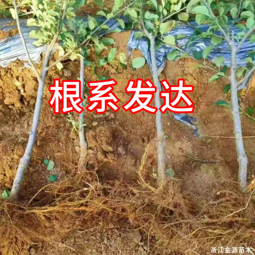香妃海棠树苗南北方耐寒鸡心果盆栽甜脆小苹果嫁接果树当年结果 - 图1