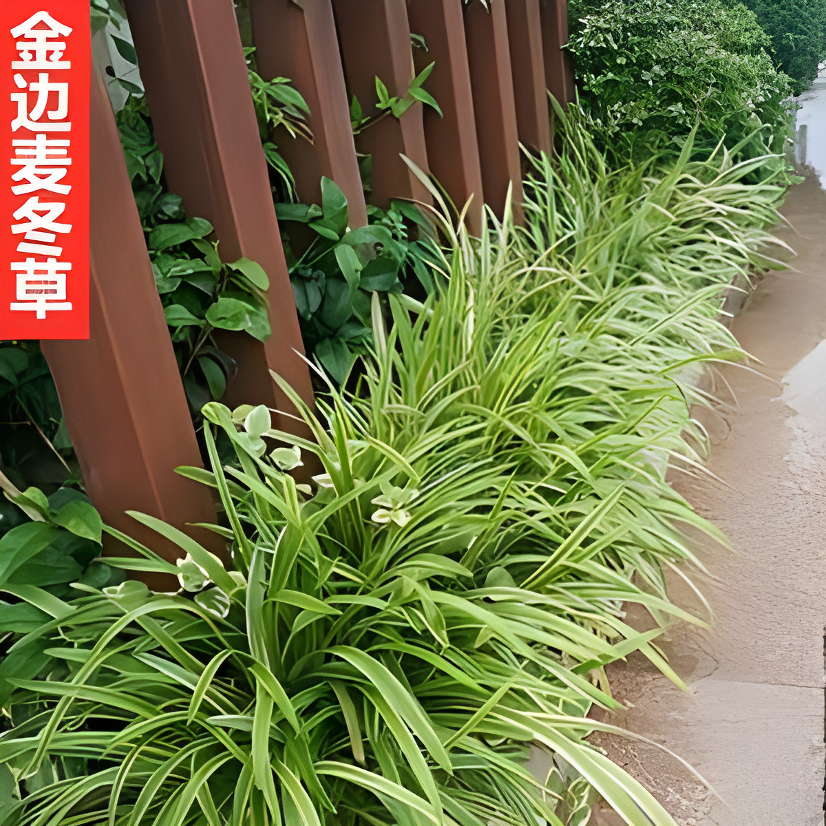 金边麦冬草苗工程绿化植物四季常青小区道路绿化苗木庭院花草绿植