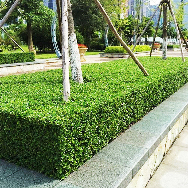 小叶黄杨苗四季常青庭院绿篱围墙植物绿化带道路两旁用苗冬青树苗_虎窝淘