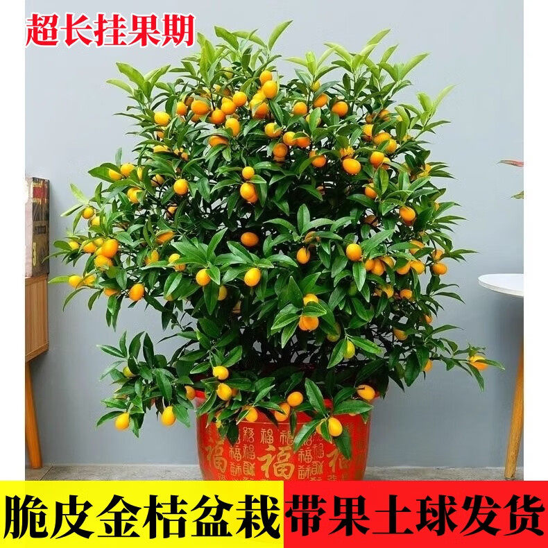 脆皮金桔树盆栽带果金桔苗四季金钱橘树苗蜜糖金桔树树苗基地直销,淘宝优惠券,粉丝福利购,淘宝优惠卷