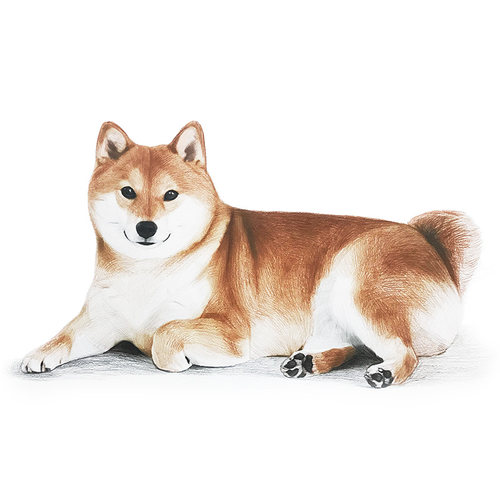宠物画像定制狗狗肖像画头像照片纪念手绘素描画像彩铅代画原创 - 图3