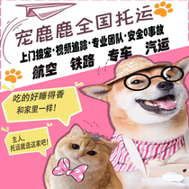 Pet Consignment Service Nationwide Chengdu Alone Random Transportation Service