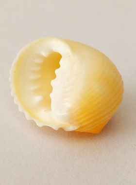 天然海螺贝壳白肋蜑螺标本收藏螺寄居蟹换壳专用鱼缸水族箱造景