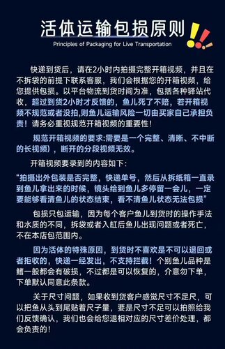 黄金眼镜蛇雷龙鱼凶猛热带鱼淡水鱼苗观赏鱼大型雷龙肉食性观赏鱼 - 图2