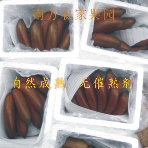 广西红皮香蕉 banana红蕉  美人蕉 新鲜香蕉孕妇水果现采现发包邮 - 图1