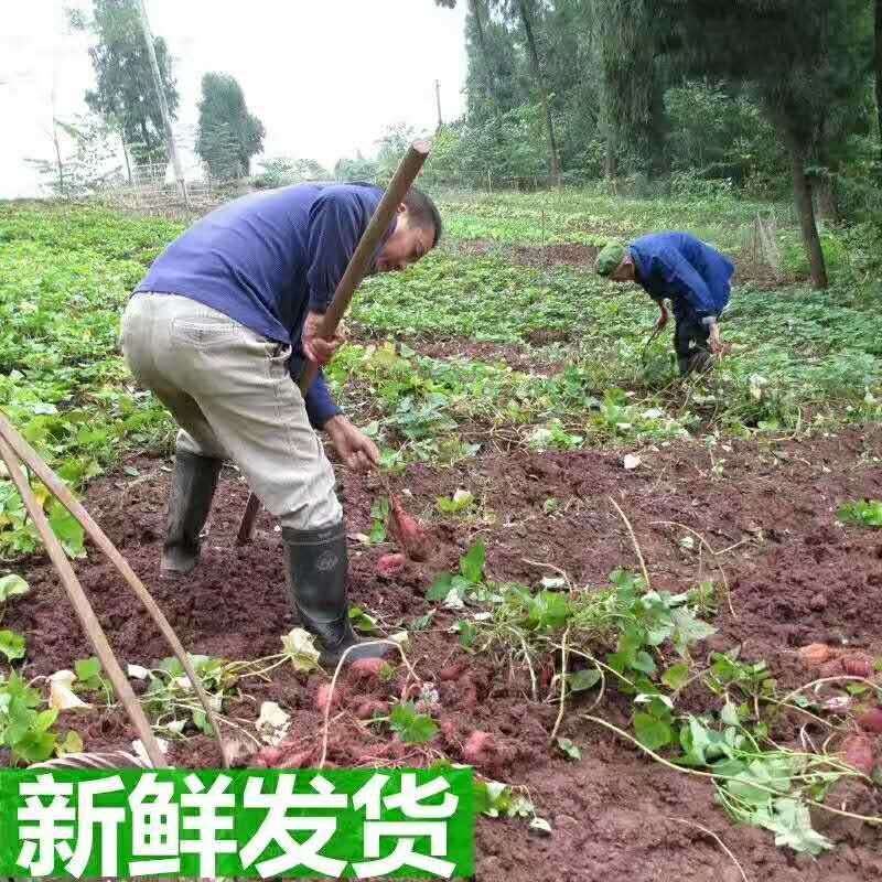 沙地农家龙薯九红薯地瓜新鲜甜粉糯番薯皮包邮山东省2500g泰安市 - 图1