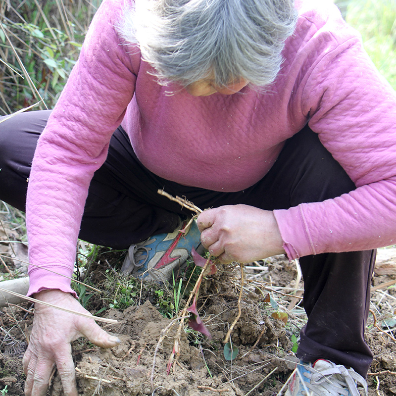 鲜香脆嫩折耳根新鲜蔬菜鱼腥草现挖带泥侧耳根根猪鼻孔节节根 - 图1