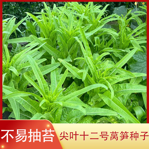 夏季香莴笋种子抗热蔬菜莴苣种籽耐抽苔青笋四季蔬菜孑 - 图0