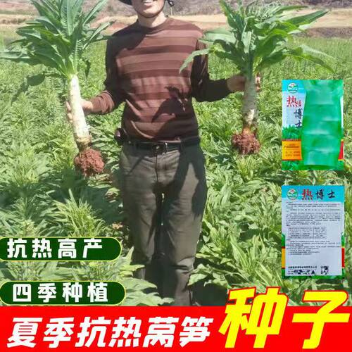 夏季香莴笋种子抗热蔬菜莴苣种籽耐抽苔青笋四季蔬菜孑 - 图1