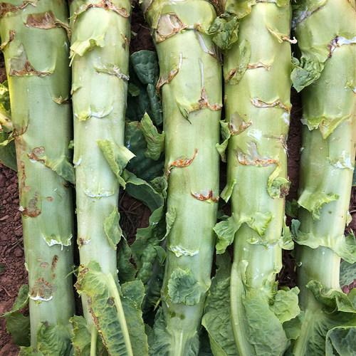 夏季香莴笋种子抗热蔬菜莴苣种籽耐抽苔青笋四季蔬菜孑 - 图2