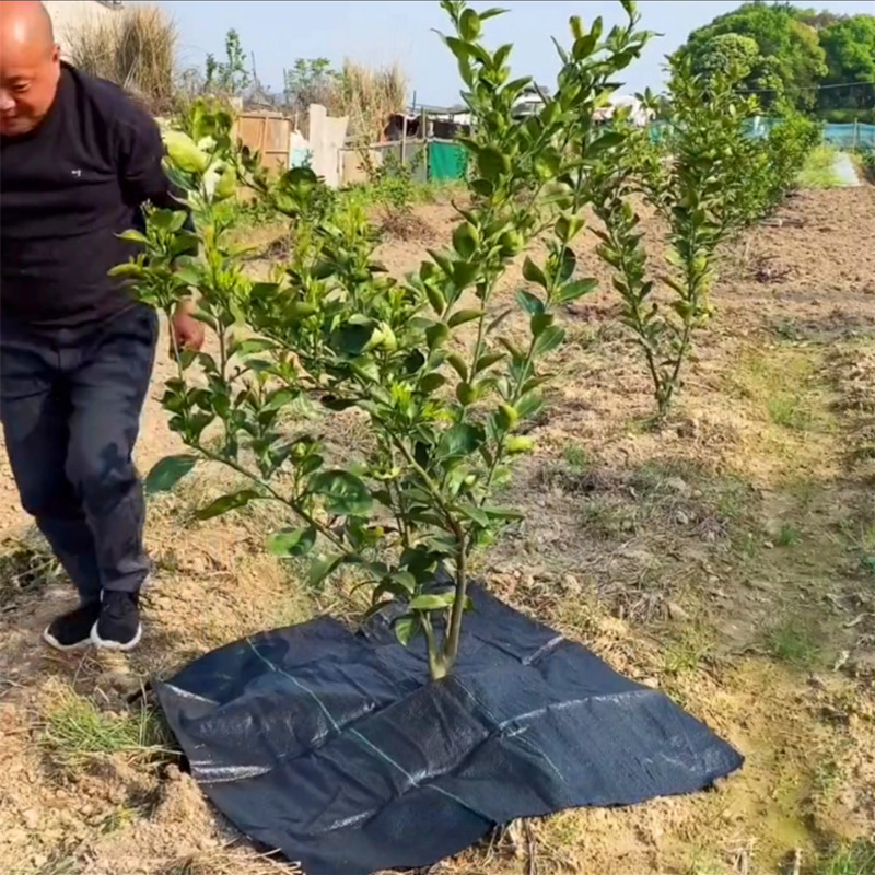 农用防草布除草布耐用果园艺果树地膜打孔切片加厚地布钉厂家直销-图2