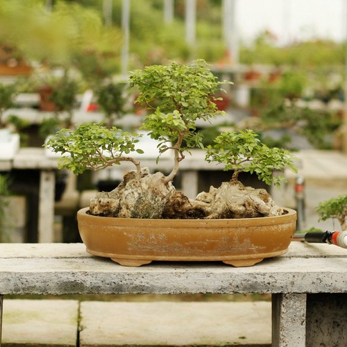 连体黄荆疙瘩盆景庭院造型树桩可改植水旱盆景-图2