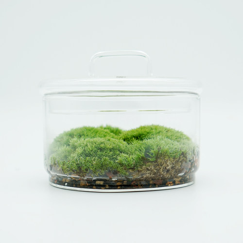 植觉先生 | 圆 顺丰发货苔藓微景观创意盆景桌面装饰植物青苔鲜活 - 图3