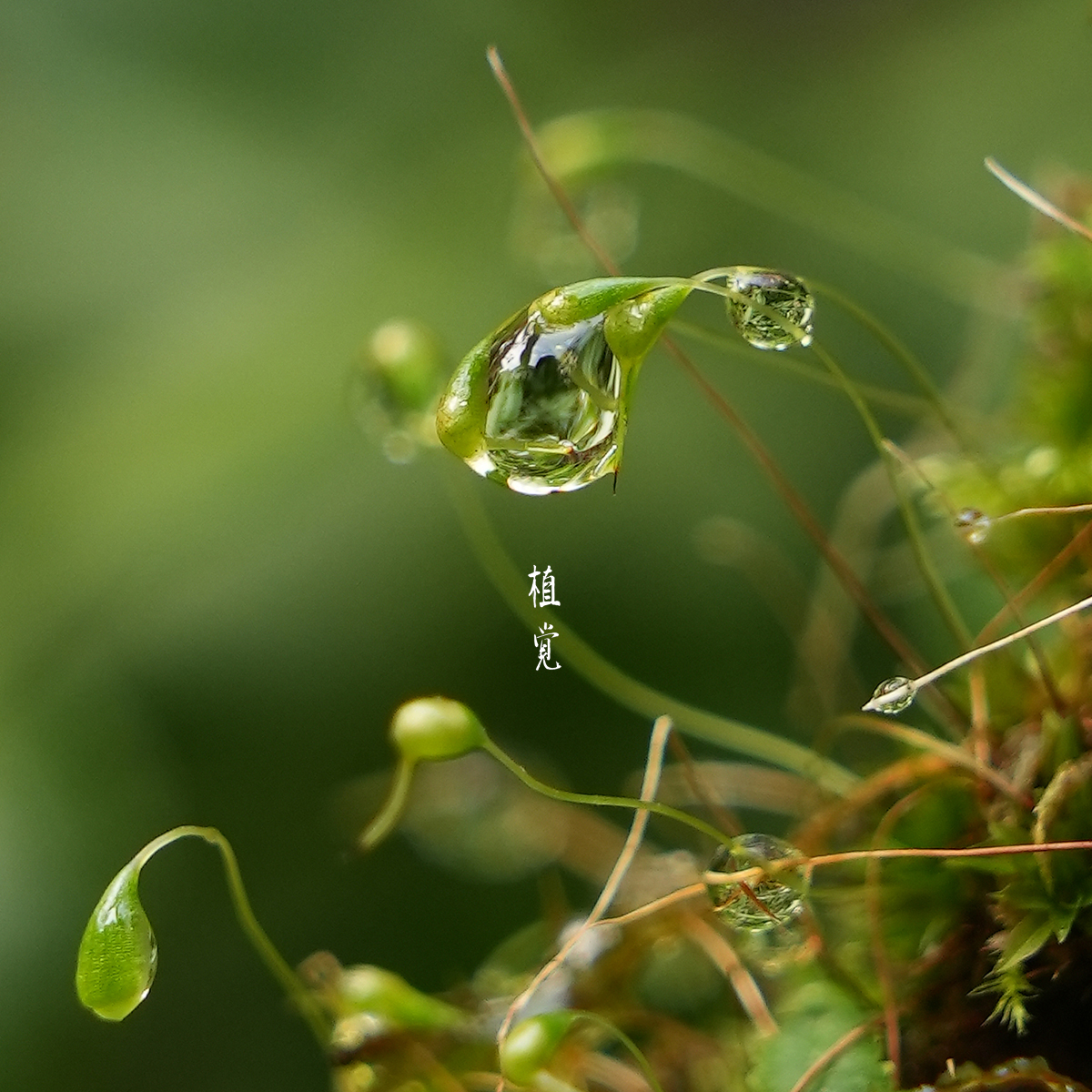 植觉 | 活苔藓素材 顺丰发货 | 南亚白发藓diy微景观材料绿植铺面 - 图1