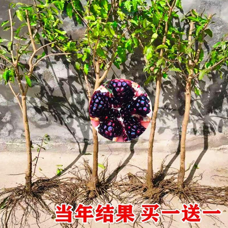 石榴树树苗突尼斯软籽庭院果树盆栽南方北方种植特大无籽石榴苗树-图2